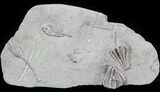 Agaricocrinus & Macrocrinus Crinoid Plate - Indiana #42989-2